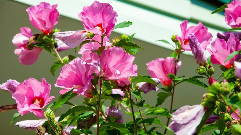 pink hibiscus flowers