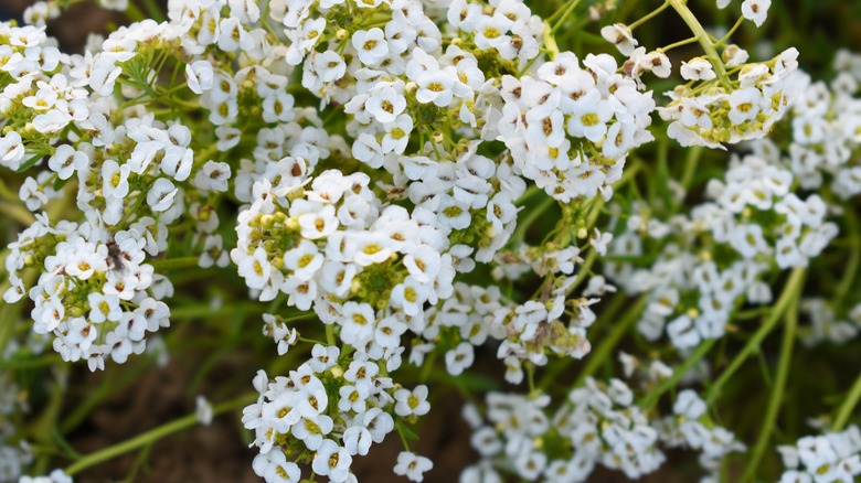 sweet alyssum (Lobularia maritima)