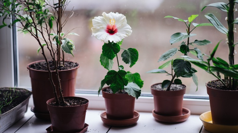 hibiscus plant inside by window