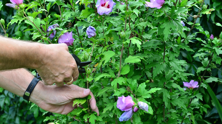 hands pruning hibiscus plant