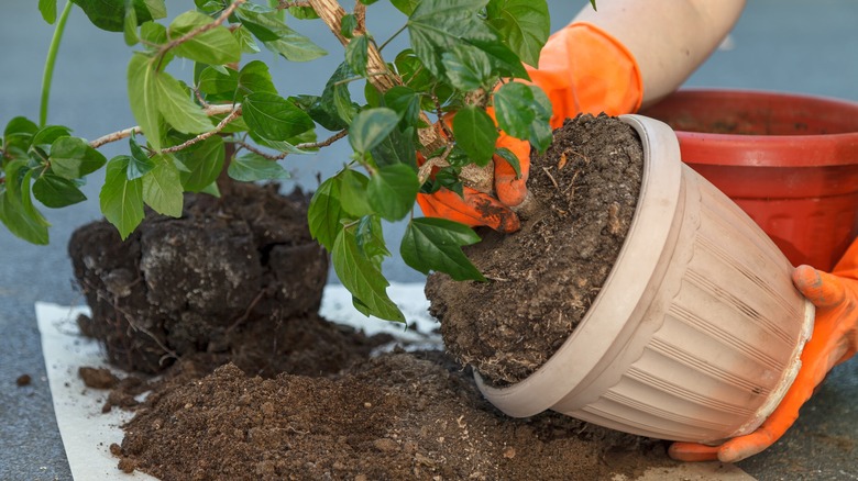 person removing hibiscus from pot