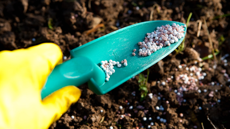 fertilizer in shovel and soil