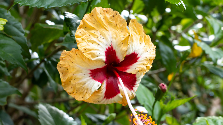 aphids on hibiscus flower