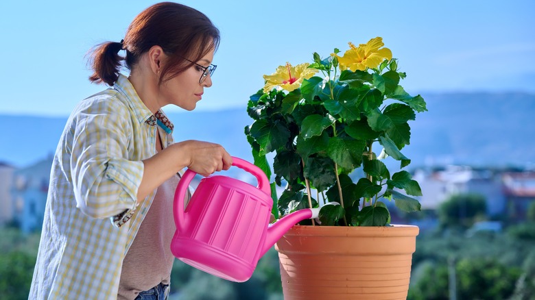 woman watering hibiscus plant