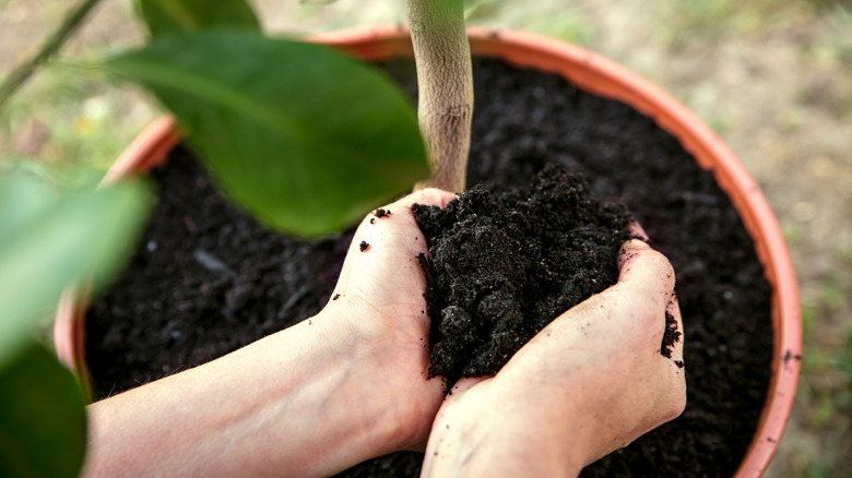 hands soil around citrus tree