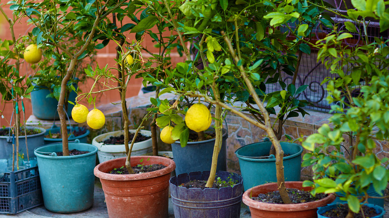 citrus trees outdoors