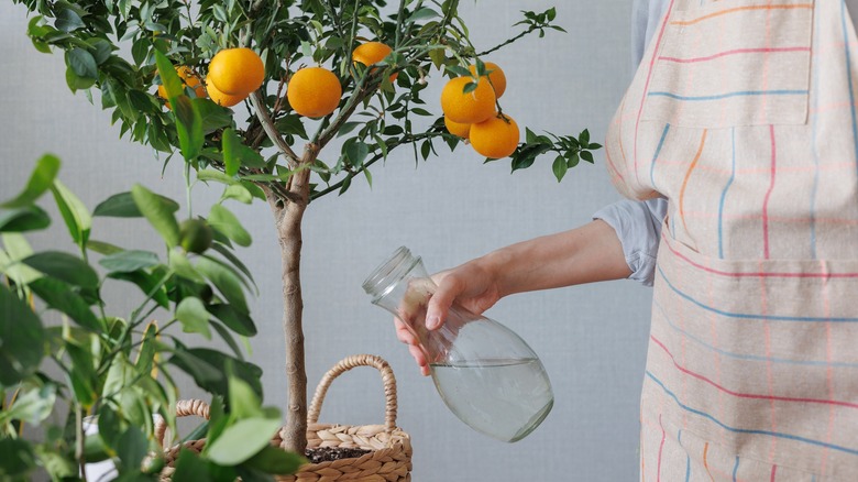 woman watering orange tree