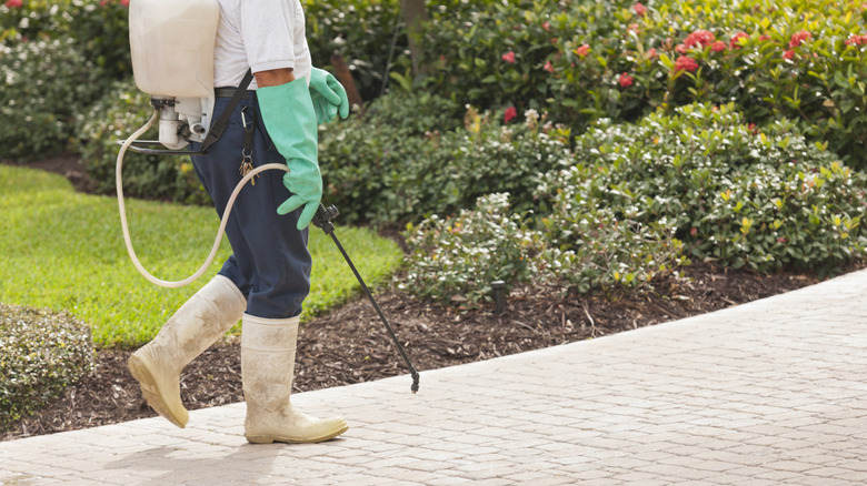 A person wearing a rubber gloves sprayer with herbicide