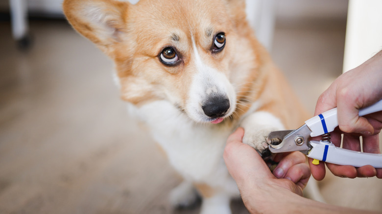 Person trimming corgi's nails