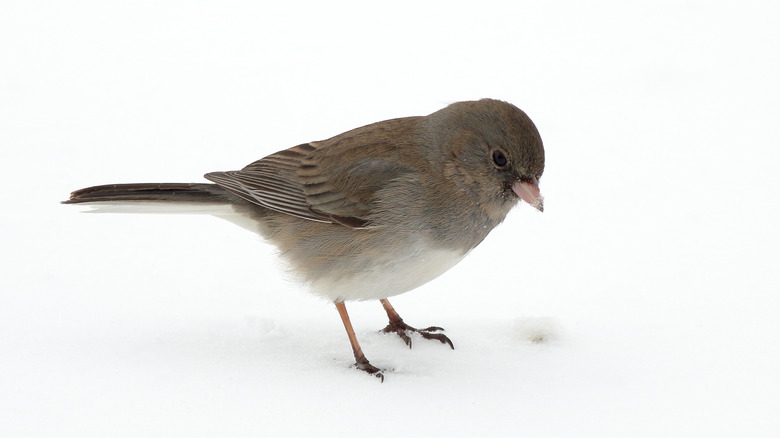 Dark-eyed junco bird in snow