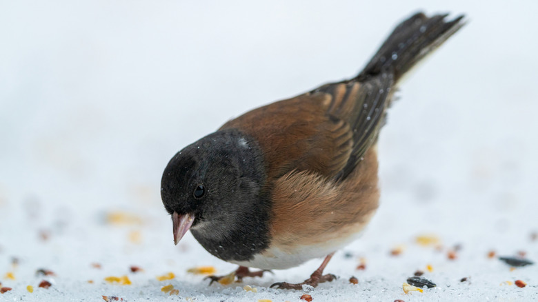 Dark-eyed junco bird eating seeds off of snow covered ground