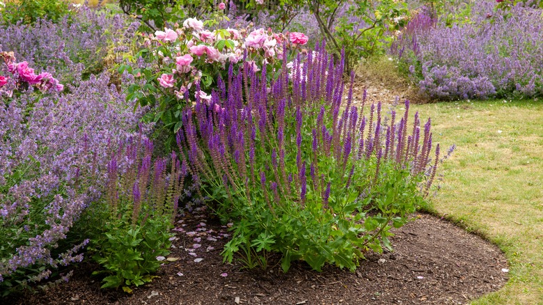 perennial flower bed with blooms