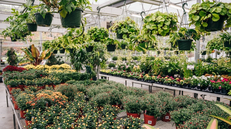 outdoor plant section at store