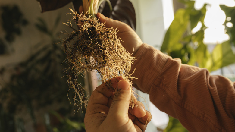 hands holding plant roots