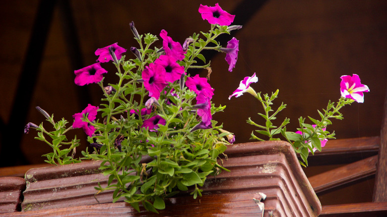 Petunias in a pot 