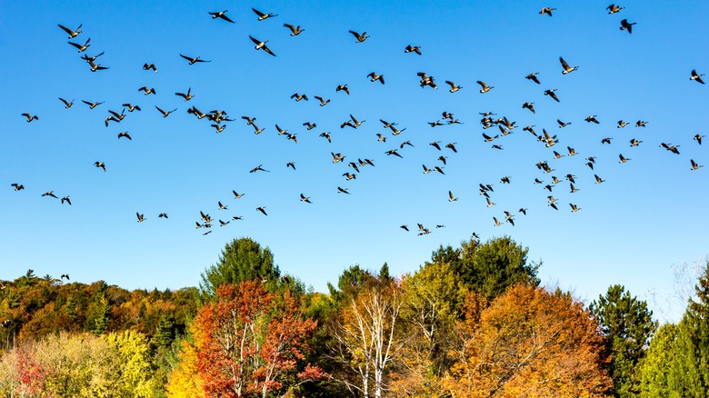 geese migrating for the season