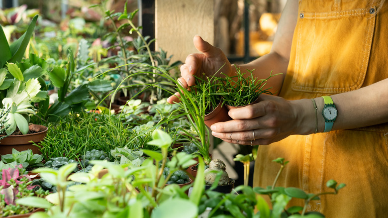 plants in a nursery