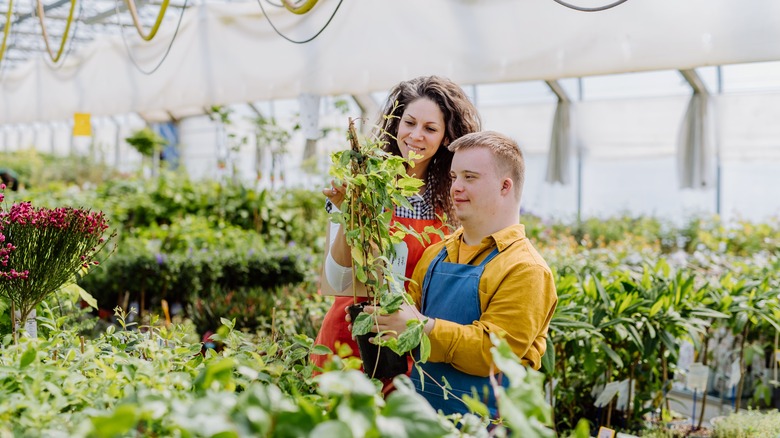 workers in a nursery