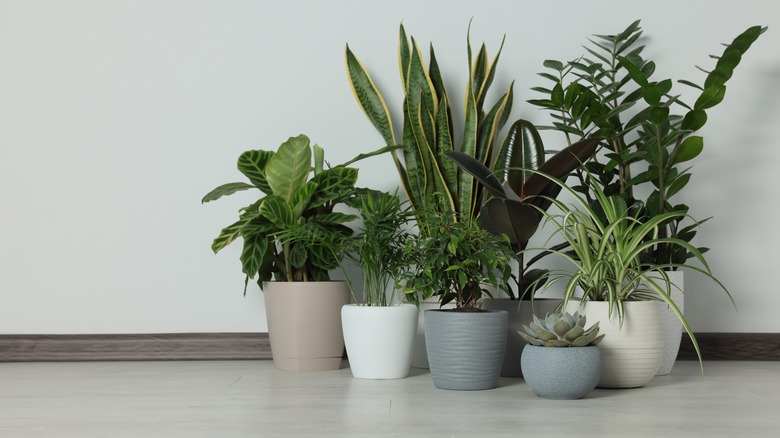 A collection of various potted houseplants next to a wall