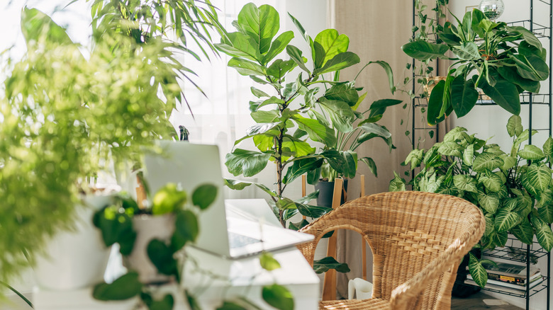 A bright office space filled with a variety of potted houseplants