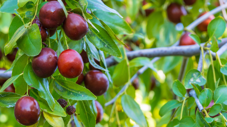 The fruits of a Ziziphus jujuba