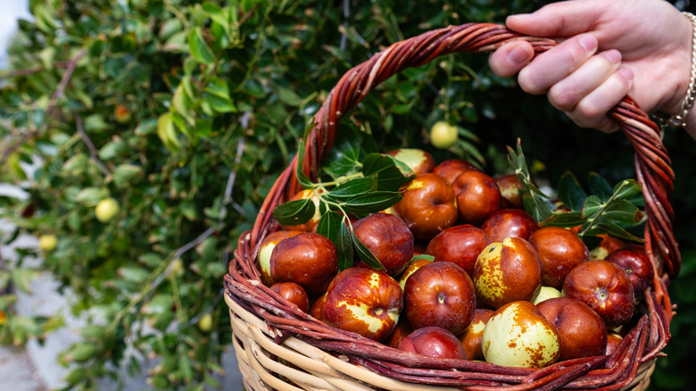 A hand holding a basket filled with harvested jujube fruits with the tree in the background