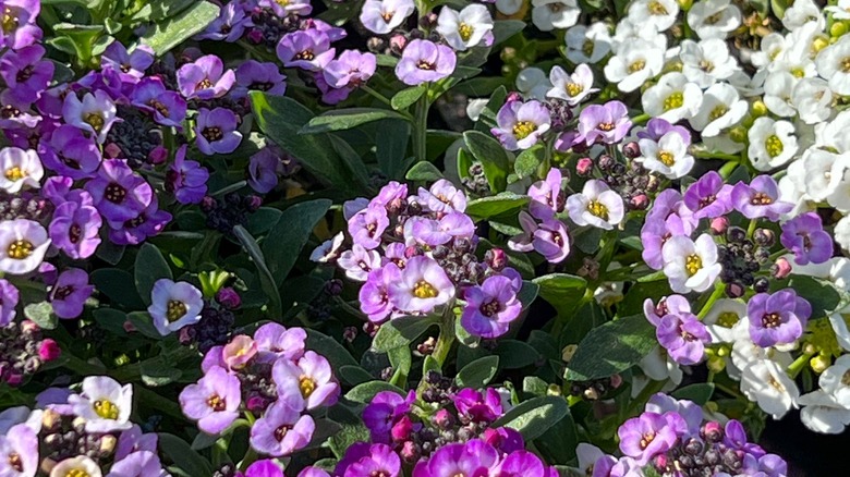 purple and white alyssum flowers