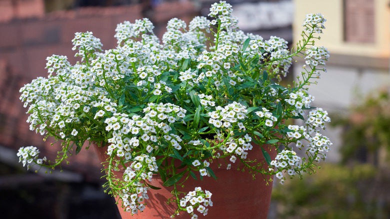 alyssums blooming in pot