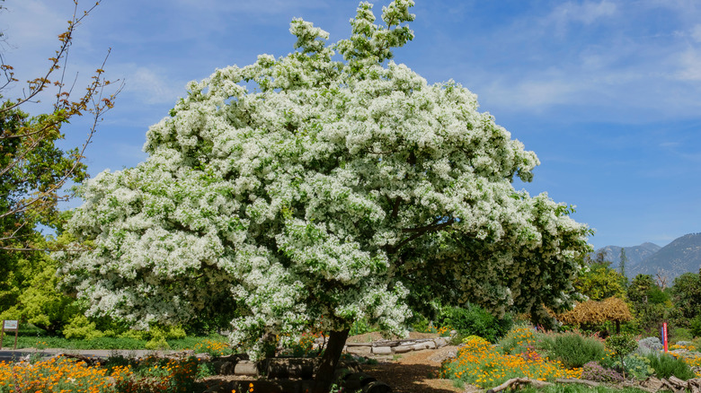 flowering white fringe tree