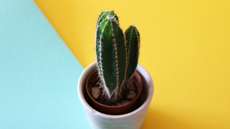 Small potted Mexican fence post cactus against a blue and yellow background