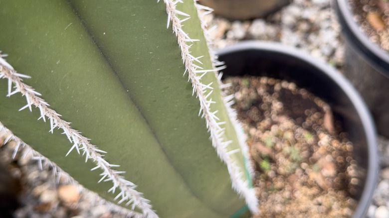 Closeup top view of a Mexican fence post cactus in a pot