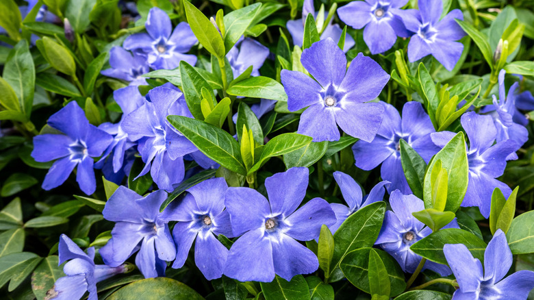 A close up of purple Vinca minor blooms in a clump