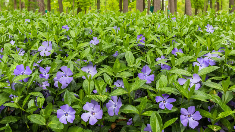 A field of Vinca minor with purple blooms