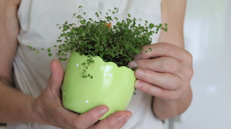 A person holding a small baby's tears plant in a light green pot