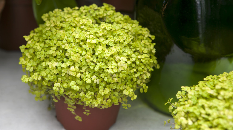 Baby's tear plant in a pot