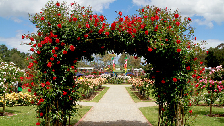 red climbing roses on arbor