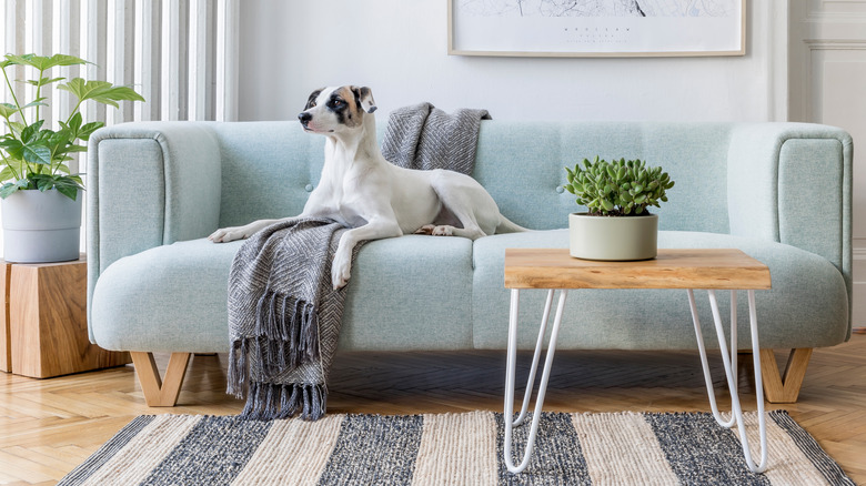 Dog on couch with plants