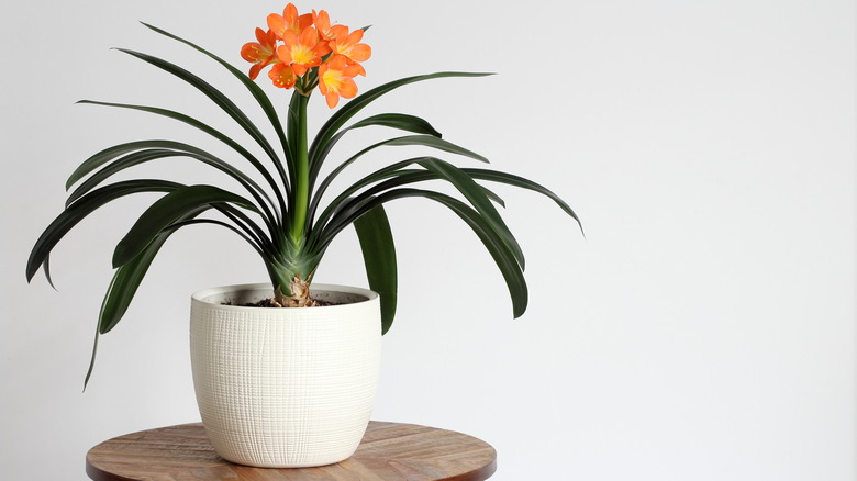 Orange clivia in white pot