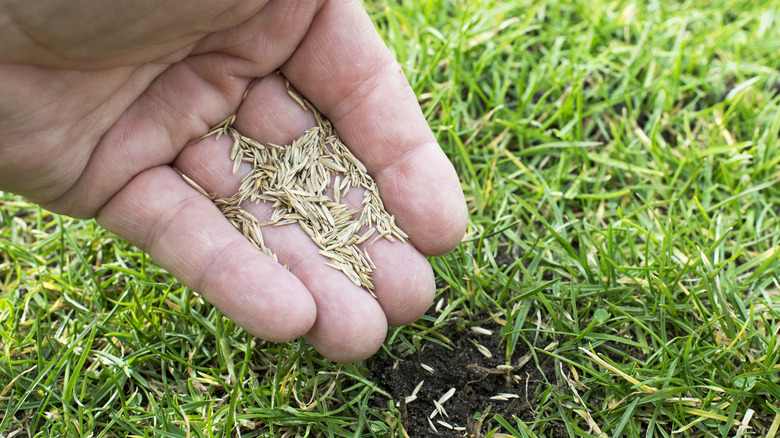 planting grass seeds