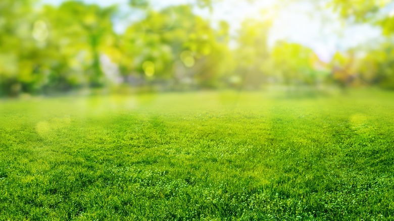 Green lawn with trees in background