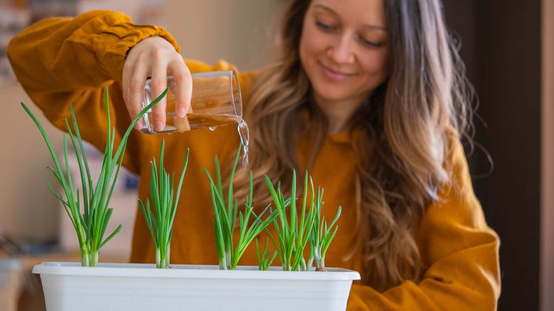 A woman watering green onion plants in a container