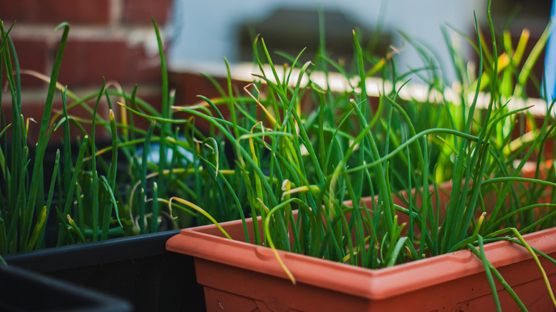 Green onion plants growing in rectangular pots