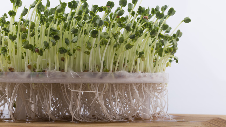 Broccoli sprouts on a table