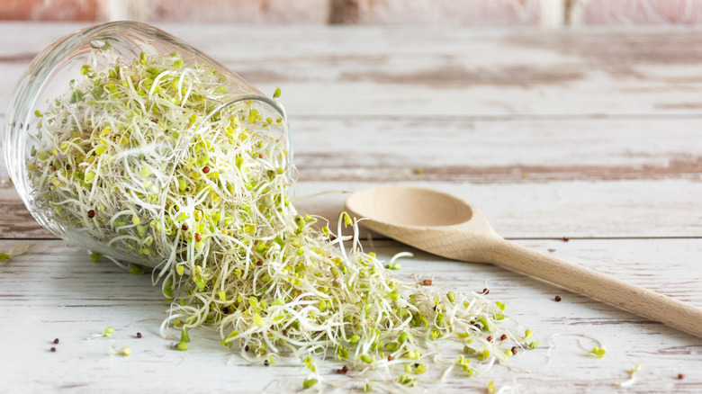 Broccoli sprouts falling from jar