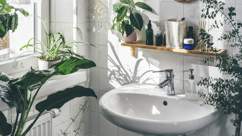 Bathroom filled with plants