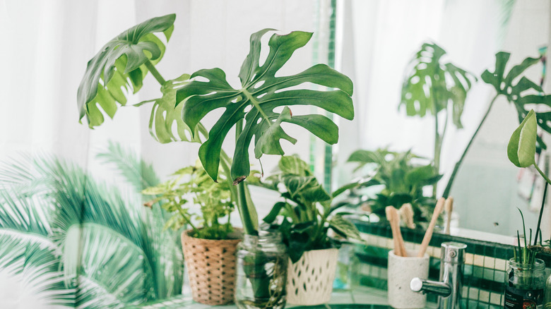 Monstera on bathroom sink