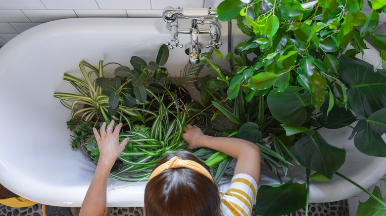 Watering plants in bathtub