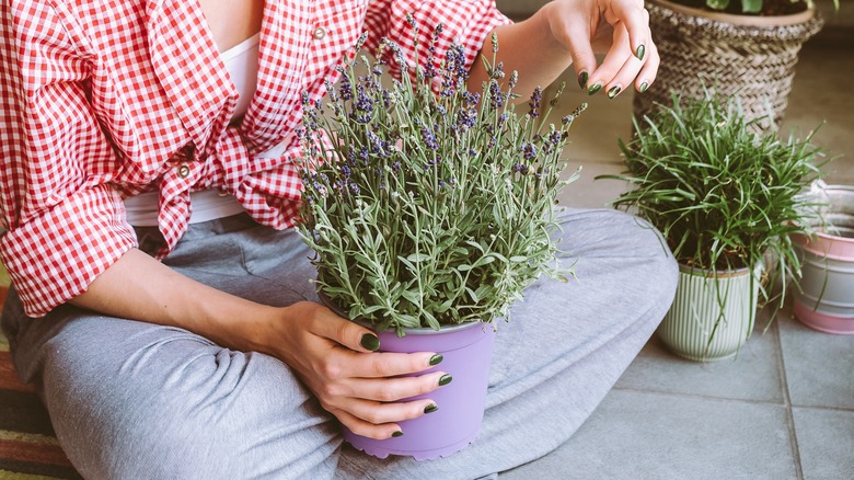 girl holding lavender plant