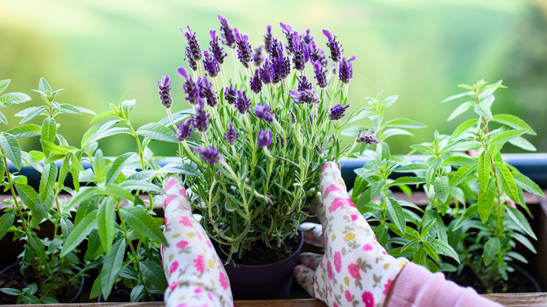 Hands planting lavender in sun