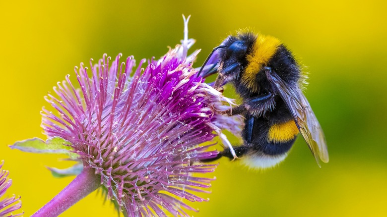 Bee pollinator on flower